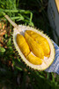 马来西亚猫山王榴莲鲜果 商品缩略图6
