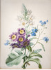 独角鹿西洋古董1813年代法国画师比利时植物学家Pierre-Joseph Redouté签名创作花卉主题水彩画 商品缩略图3