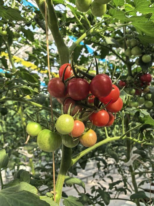 红千禧小番茄（鲜甜多汁） 商品图4