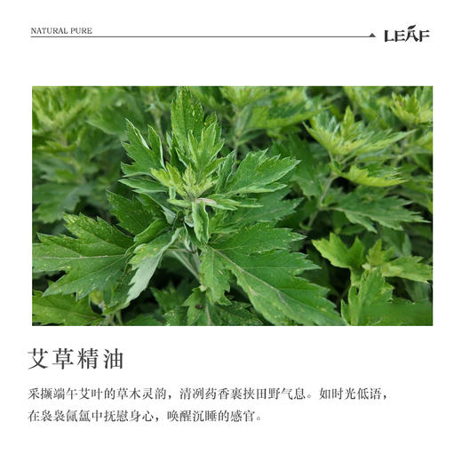 利芙耶 艾草精油10ml/瓶 商品图1