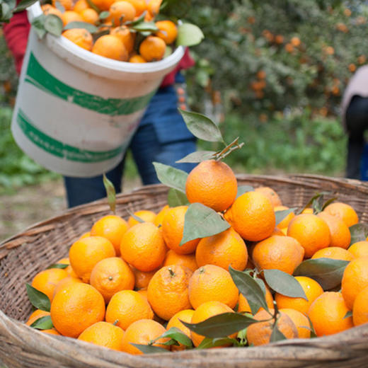 江西赣南脐橙 多规格可选 果园直供 爆汁酸甜 手剥橙子 商品图2