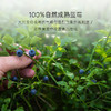【冷浸脱水低温慢烘】几分之几 蓝莓干 80g/袋 人工采摘安心之选 商品缩略图1