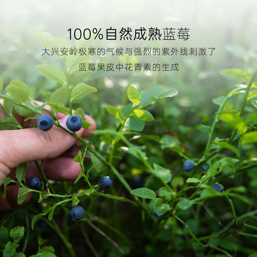 【冷浸脱水低温慢烘】几分之几 蓝莓干 80g/袋 人工采摘安心之选 商品图1