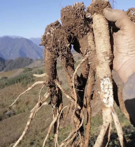 高海拔珍品！【2025年理塘野生干党参】4300米高海拔 5-7年/7-10年根可选 10斤鲜制1斤干货，冬季煲汤炖肉专用 补气生津 全家暖冬养生食材 商品图3