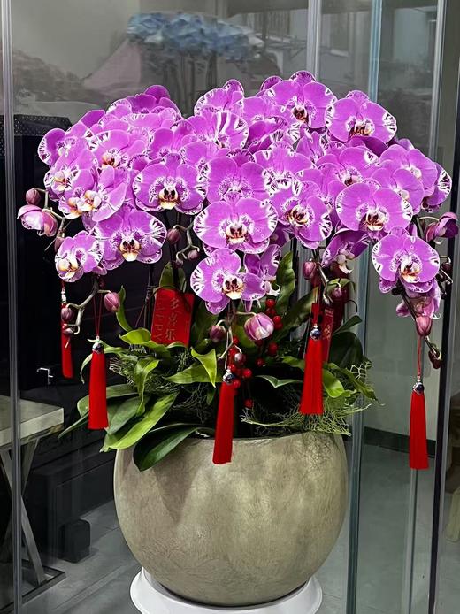 仁和冬捕 启美蝴蝶兰 商品图0