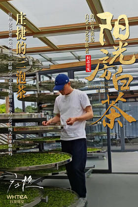 学霸卡专享（拍二发三）│白茶玩家庄捷的三泡茶