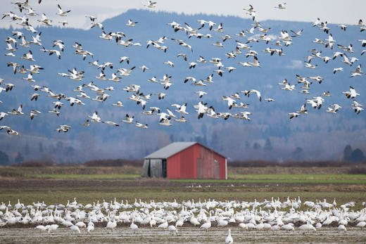 俄罗斯「熊包多」极限远东22天|棕熊+北极熊世界最密集! 商品图9