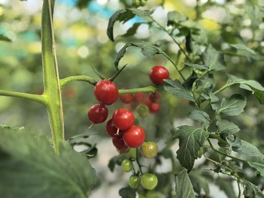 红千禧小番茄（鲜甜多汁） 商品图3