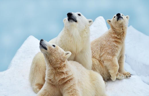 俄罗斯「熊包多」极限远东22天|棕熊+北极熊世界最密集! 商品图11