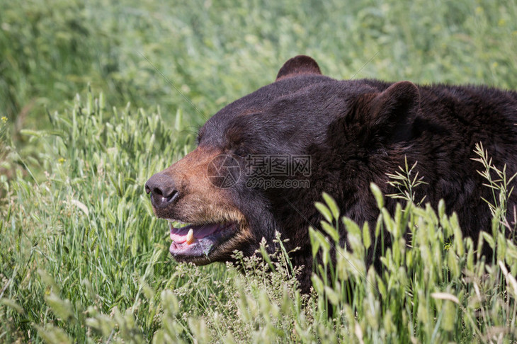走在春天绿草的成年黑熊高清图片下载-正版图片507151870-摄图网