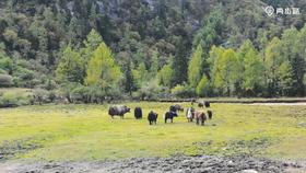 户外徒步遇野兽？别慌！这份专业应对指南救你命