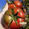 露天生态草莓番茄/三色小番茄(西红柿/圣女果）4/4.5斤 | 合作农友生产，来自四川攀枝花，生产者：许桂云 *【公平贸易农人定价】 商品缩略图14
