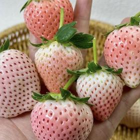 顺丰次日达丨云南高原粉玉草莓