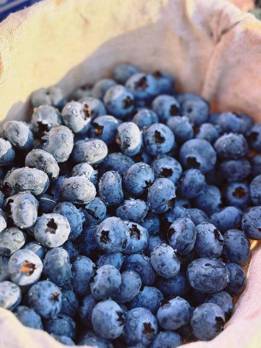 【抚仙湖 湖边蓝莓 】优选甜果 甜润多汁 清凉果香 迸发充溢果汁 露天种植自然纯净 商品图0