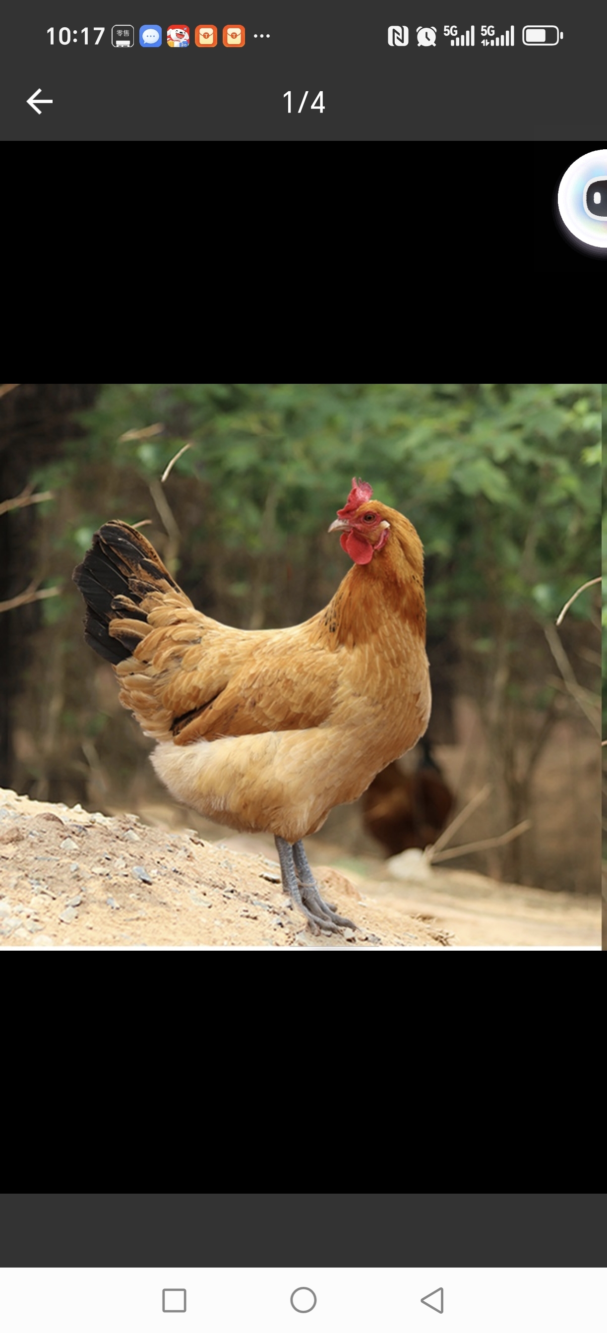 老母鸡（门店）