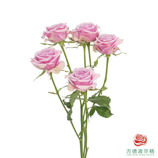 莱拉 10枝一扎 商品图5