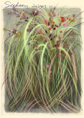 锦江丨SCC 路边野花系列01