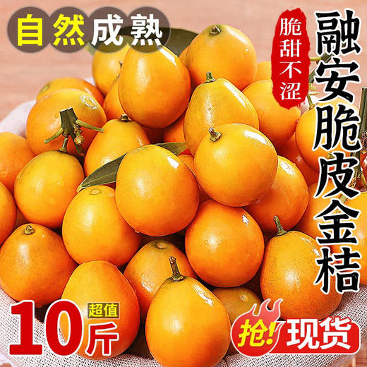 【自然成熟❗️脆甜不涩】广西融安脆皮金桔桂林小金桔整箱包邮新鲜现摘水果当季。jb 商品图0