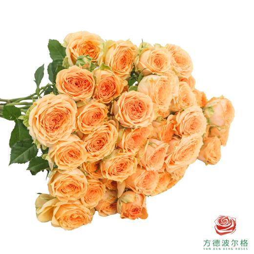 利马索尔  10枝一扎 商品图0