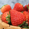 【丹东草莓】香甜软嫩顺滑，甜中略带一丝酸，9甜1酸，颗颗饱满，甜奶香气浓郁 商品缩略图4