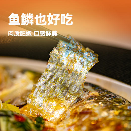【直送到家】新孟河清水鲥鱼 鲜活出水 现捕现捞 多种规格实物礼盒包邮到家 商品图12