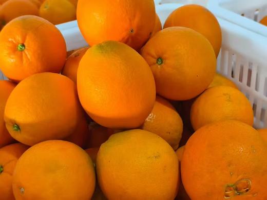 五峰橙子（精准扶贫） 商品图0