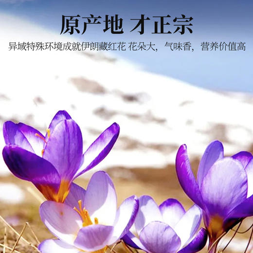 【杞里香12g藏红花礼盒3g*4瓶】伊朗藏红花全红长丝龙头凤尾 商品图8