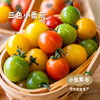 露天生态草莓番茄/三色小番茄(西红柿/圣女果）4/4.5斤 | 合作农友生产，来自四川攀枝花，生产者：许桂云 *【公平贸易农人定价】 商品缩略图2