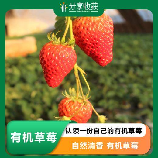 【预售】认领一份自己的有机草莓 | 优先吃有机草莓 |  自然清香  有机草莓 |  * Organic Strawberry 商品图0
