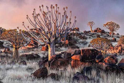 纳米比亚“星辰大海”丨红沙漠、箭袋树星空、斯皮兹考比山星空、鲸海湾出海、三明治湾沙漠冲沙12天摄影团 商品图7