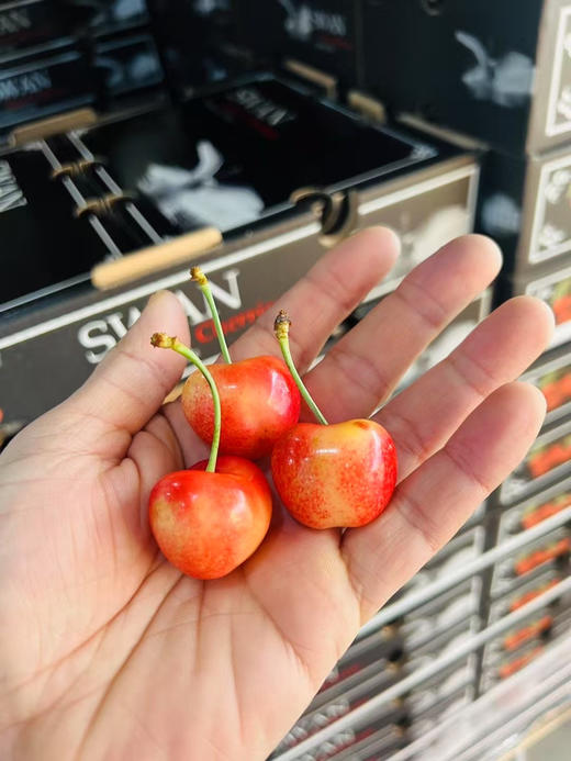 黑天鹅斯凯拉蕾、硬、脆、甜 商品图1