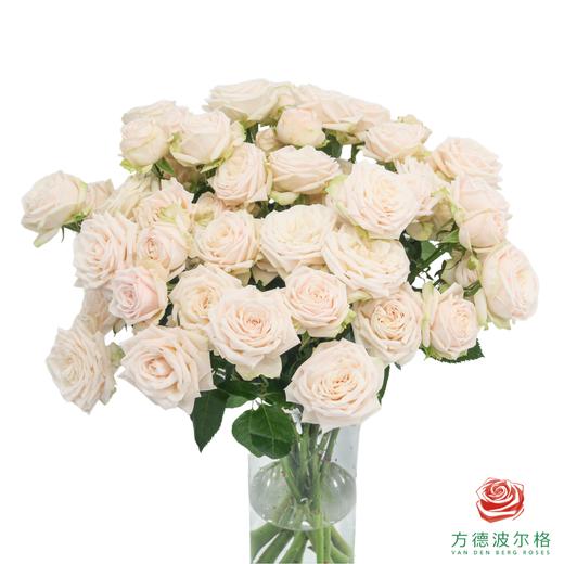 嘉荷多头- 索菲 10枝一扎 商品图0