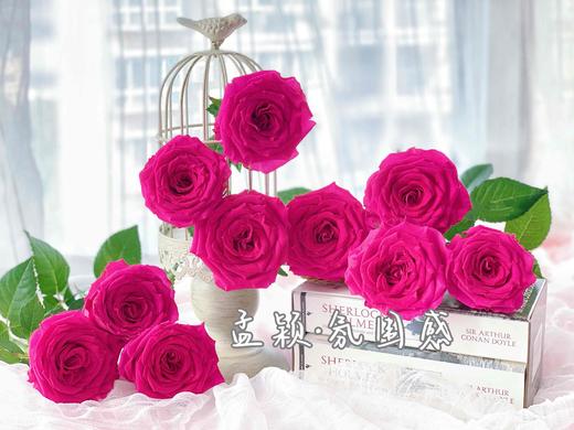 【AB级氛围感玫瑰.第二件立减10元】10支/份  长约60-65cm 商品图3