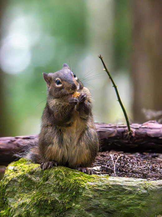 新年开营1.2-1.3【2天1夜唐家河自然科普独立游学】野生动物天堂，深入森林探寻濒危珍稀野生动物！跟踪兽道，测量采集动物踪迹，野外红外相机实践，对话高山向导！ 商品图12