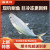 【直送到家】新孟河清水鲥鱼 鲜活出水 现捕现捞 多种规格实物礼盒包邮到家 商品缩略图0