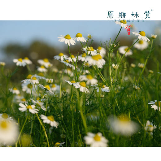 洋甘菊儿童洗发沐浴泡泡（成都仓库-顺丰快递）| 350ml/瓶，来自广东中山，生产者：旗溪【合作生产，公平贸易 】 商品图4