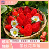 攀枝花露天冬草莓，鲜红饱满，色泽诱人，美味到家 商品缩略图0