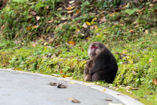 新年开营1.2-1.3【2天1夜唐家河自然科普独立游学】野生动物天堂，深入森林探寻濒危珍稀野生动物！跟踪兽道，测量采集动物踪迹，野外红外相机实践，对话高山向导！ 商品图11