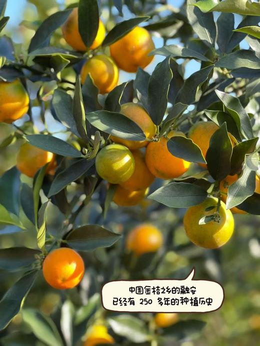【融安第三代脆蜜金柑】个大肉厚，入口化渣，纯甜不麻嘴，从皮甜到心。不涩口，果皮香甜滑脆、 肉质细腻脆甜!! 商品图5