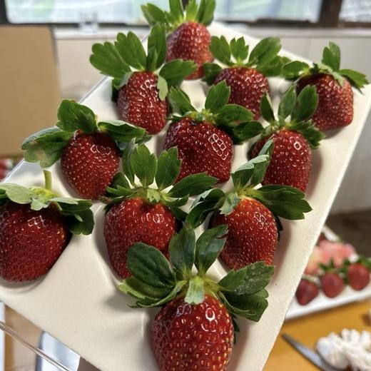 顺丰次日达丨真红美玲【草莓中的爱马仕】 商品图0