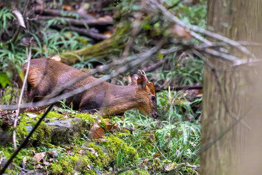 新年开营1.2-1.3【2天1夜唐家河自然科普独立游学】野生动物天堂，深入森林探寻濒危珍稀野生动物！跟踪兽道，测量采集动物踪迹，野外红外相机实践，对话高山向导！ 商品图10
