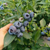 云南花香蓝莓精品礼盒  顺丰空运 抚仙湖蓝莓 产地直发 商品缩略图3