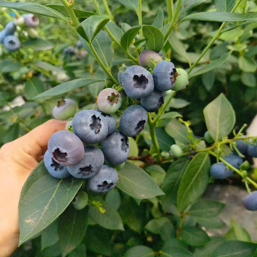 云南花香蓝莓精品礼盒  顺丰空运 抚仙湖蓝莓 产地直发 商品图3