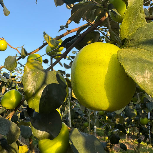 【云南苹果枣】形似苹果，一口嘎嘣脆，细嫩爽口，清新甜美，酥脆化渣 商品图5