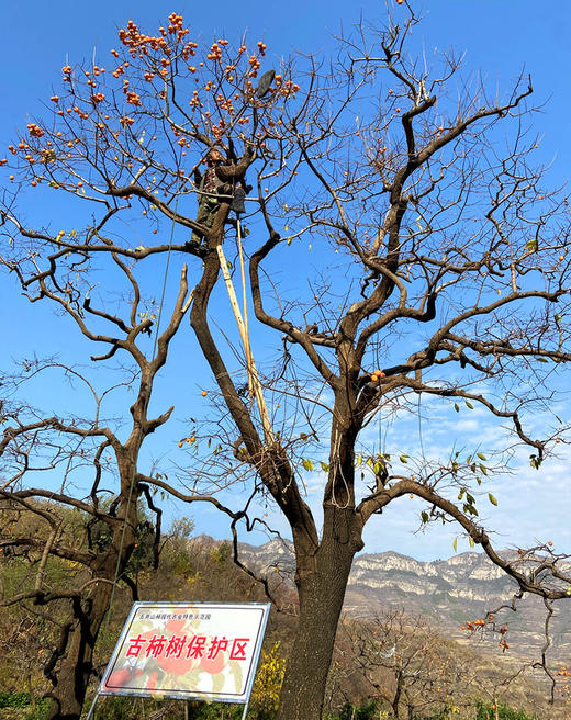 【微霜流心柿饼】  冰甜流心 树上的“哈根达斯” 商品图10