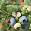 【云南蓝莓】“水果皇后”圆润饱满，魅蓝诱人，脆嫩细腻，入口酸甜多汁 商品缩略图3