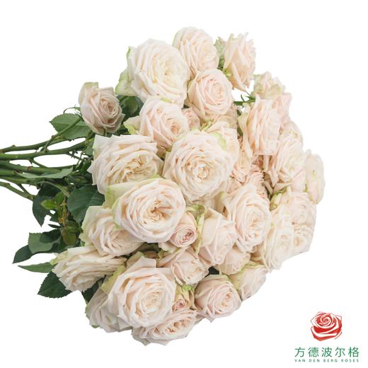 嘉荷多头- 索菲 10枝一扎 商品图2