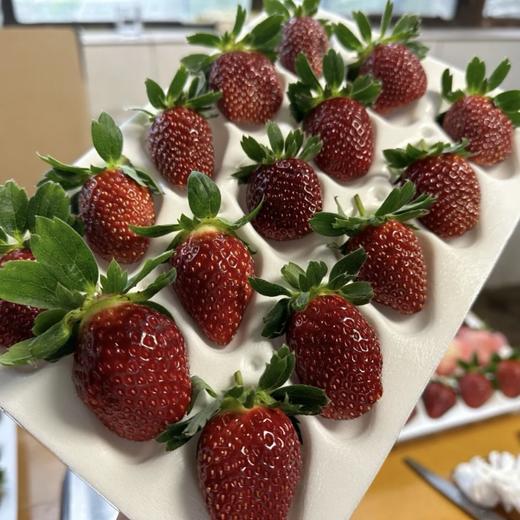 顺丰次日达丨真红美玲【草莓中的爱马仕】 商品图2