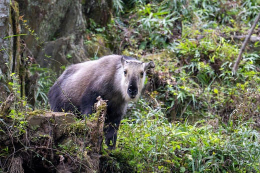 新年开营1.2-1.3【2天1夜唐家河自然科普独立游学】野生动物天堂，深入森林探寻濒危珍稀野生动物！跟踪兽道，测量采集动物踪迹，野外红外相机实践，对话高山向导！ 商品图9