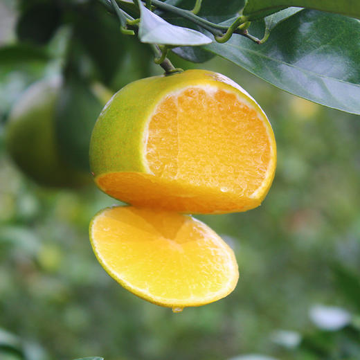 【德庆贡柑】 有“爽脆橙”“易剥桔”之称，皮薄如纸，清甜多汁 商品图4